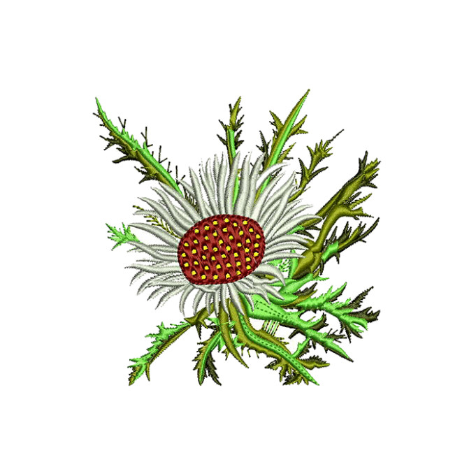 Carlina Acaulis Plant Embroidery For Cushion