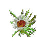 Carlina Acaulis Plant Embroidery For Cushion
