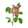 Centifolia Rose Embroidery