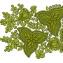 Green Leaf Border Embroidery Design 25310