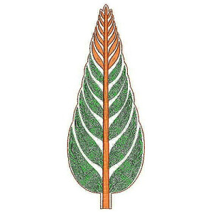 Center of Attraction | Cording Embroidery Design